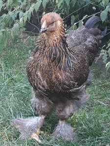  - Brahma potarnichiu pe negru pentru 2019