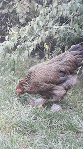  - Brahma potarnichiu pe negru pentru 2019