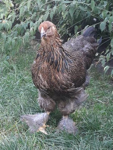  - Brahma potarnichiu pe negru pentru 2019