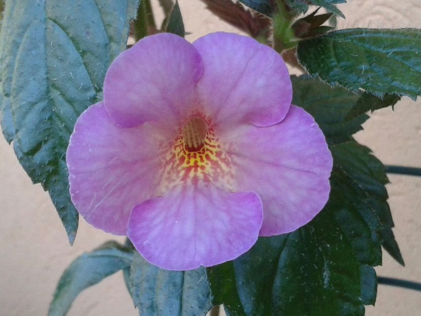 Eden? - Achimenes și Kohleria 2018