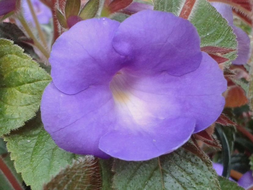 Blue Moon - Achimenes și Kohleria 2018