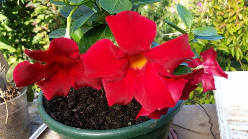 dipladenia - Flori apartament