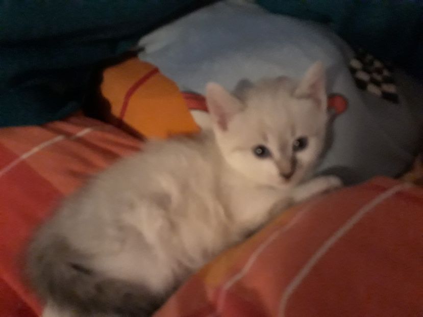  - x - gemenii si fetita mea