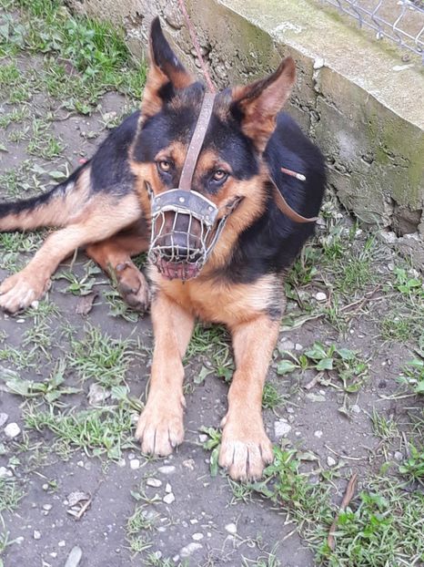 20180712_123742(0) - Boss 2017