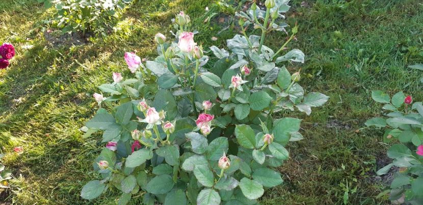  - Dimov 85-posibil Princess de Monaco