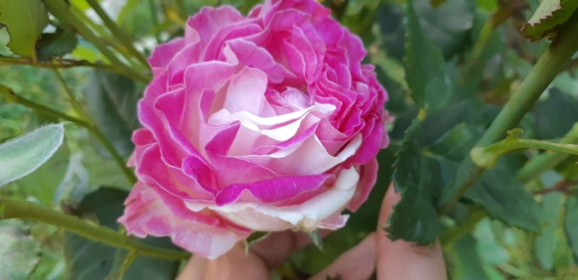  - Dimov 85-posibil Princess de Monaco