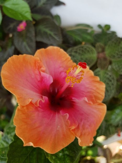  - Hibiscus Erin Rachel