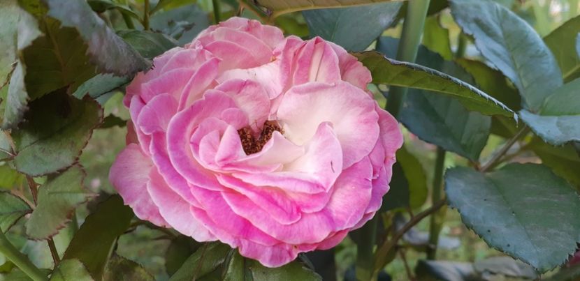  - Dimov 85-posibil Princess de Monaco