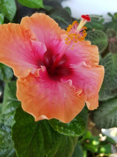  - Hibiscus Erin Rachel