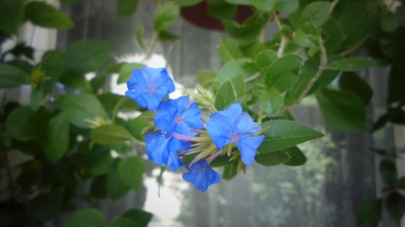 Ceratostigma plumbaginoides - In glastra