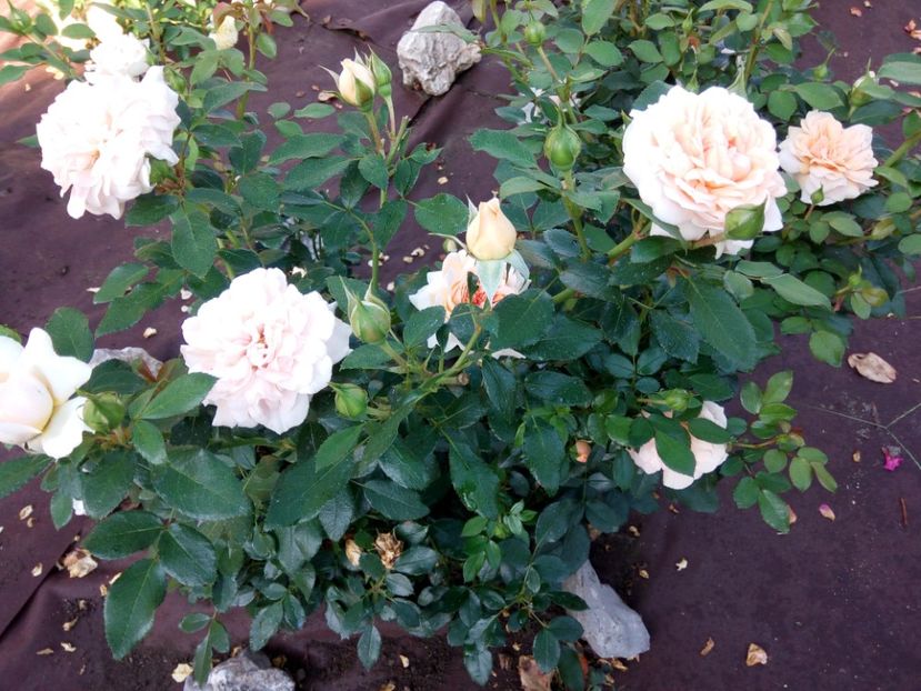  - Garden of roses-