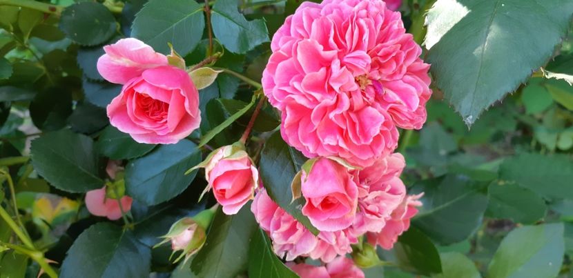  - Les Quatre Saisones