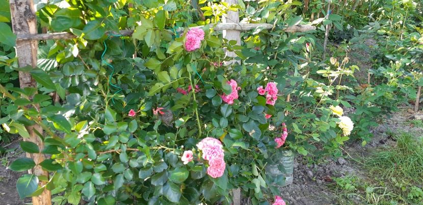  - Les Quatre Saisones