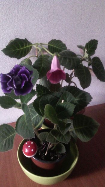  - 1GLOXINIA-2018- 2021