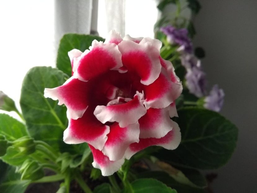  - gloxinia