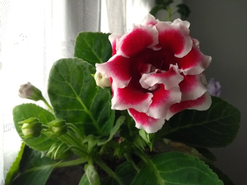  - gloxinia