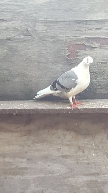  - 4-Jucatori de Galati