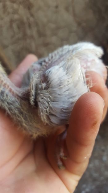  - 1-Argintiu Romanesc