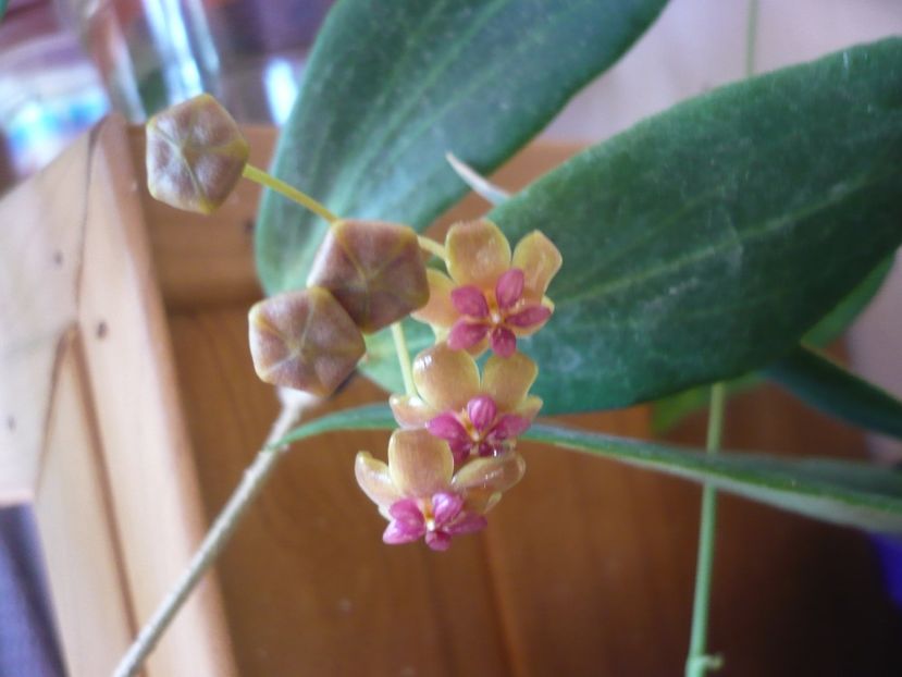 P1390445 - HOYA 2018-1