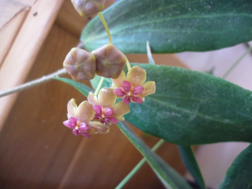 P1390446 - HOYA 2018-1