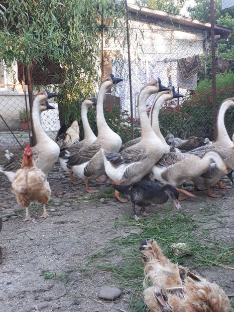  - A Gaste chinezesti si africane 2018-2019