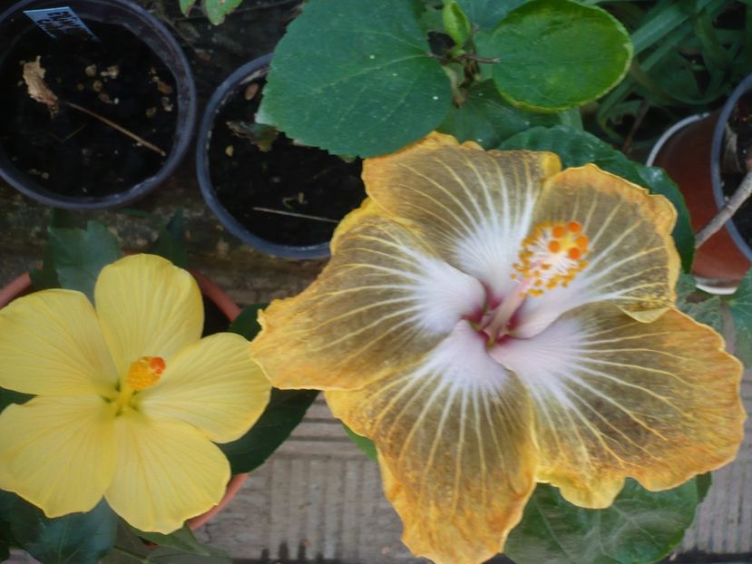 P1390450 - HIBISCUSI 2018-3