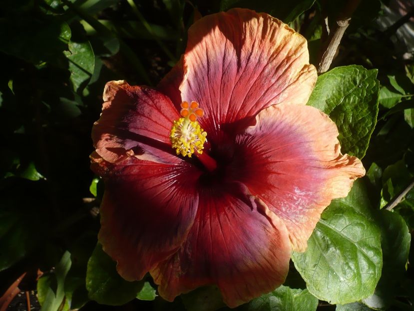 P1390451 - HIBISCUSI 2018-3