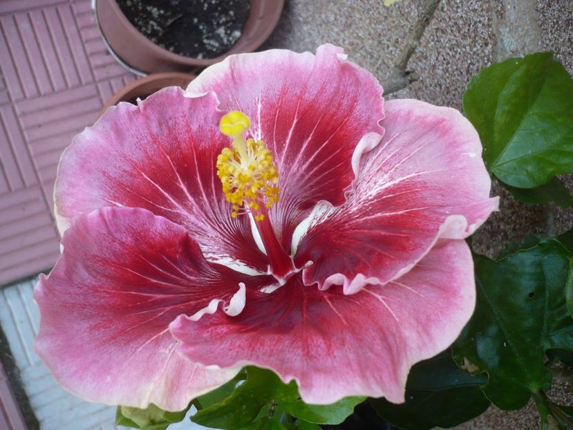 P1390456 - HIBISCUSI 2018-3