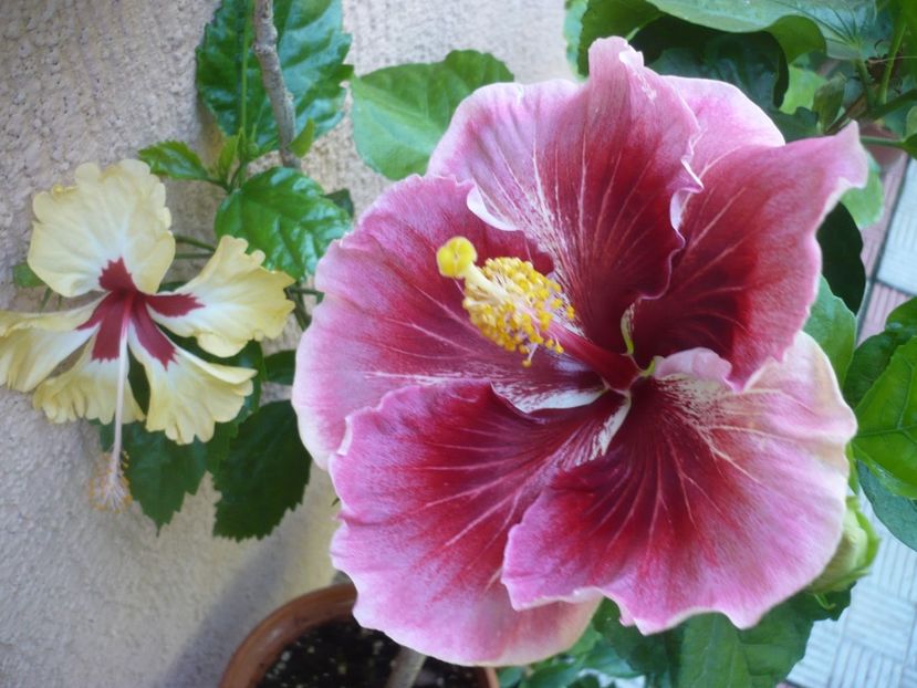 P1390458 - HIBISCUSI 2018-3