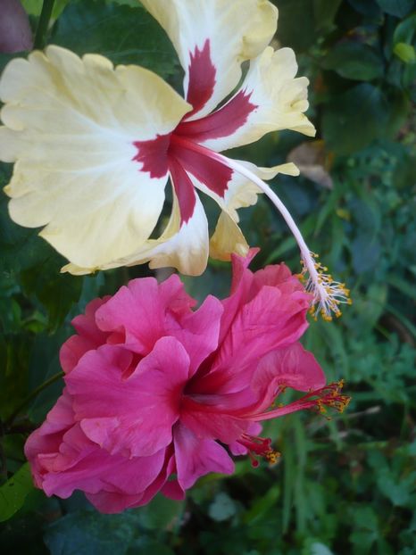 P1390463 - HIBISCUSI 2018-3