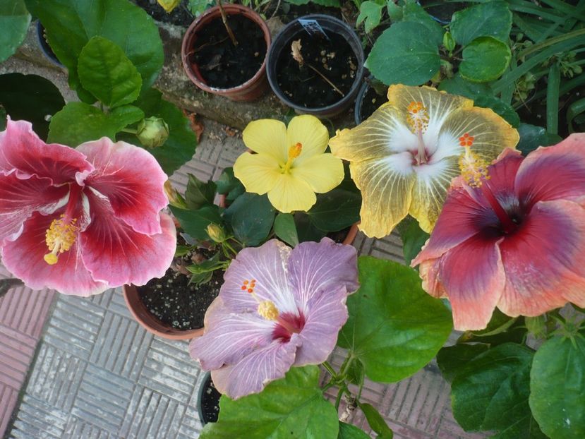 P1390464 - HIBISCUSI 2018-3