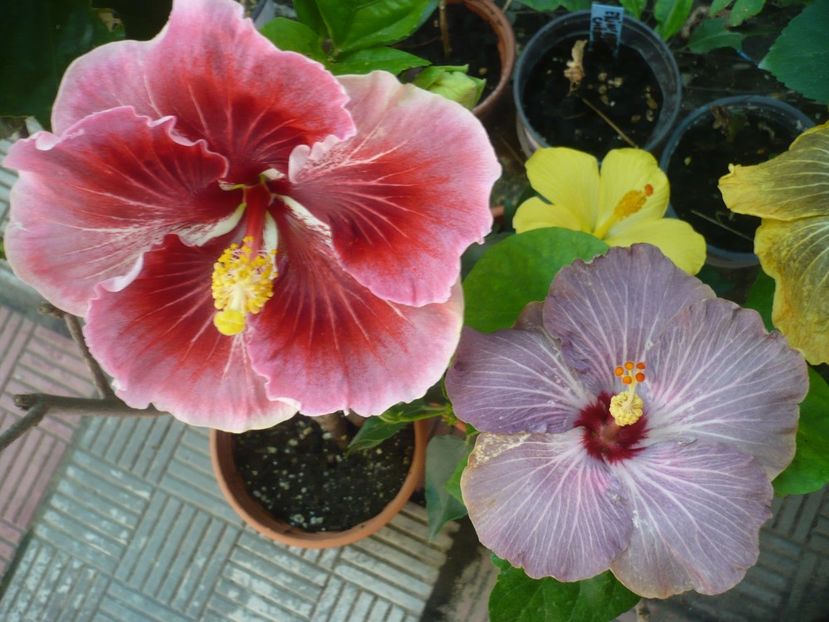 P1390466 - HIBISCUSI 2018-3