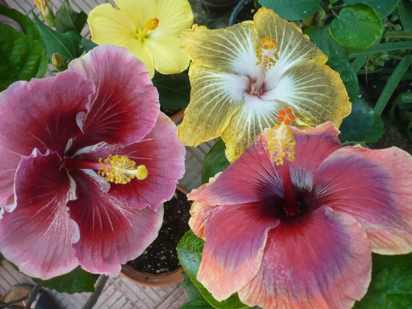 P1390468 - HIBISCUSI 2018-3