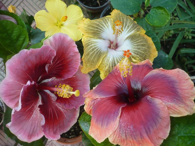 P1390469 - HIBISCUSI 2018-3