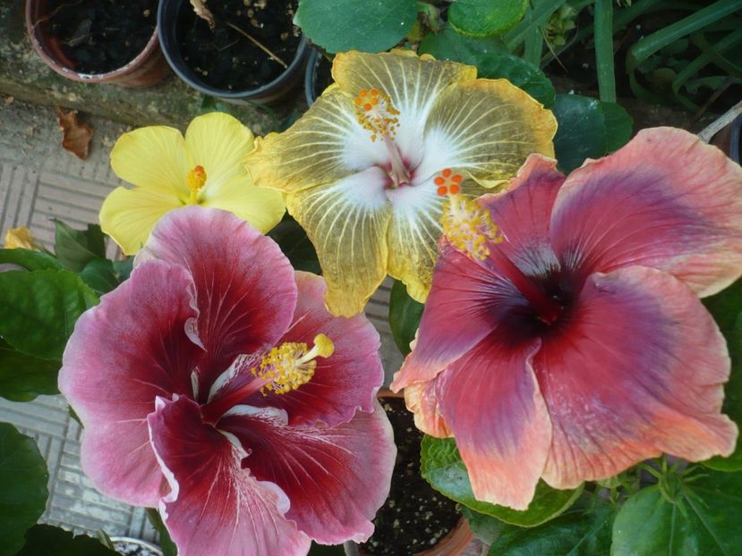 P1390470 - HIBISCUSI 2018-3