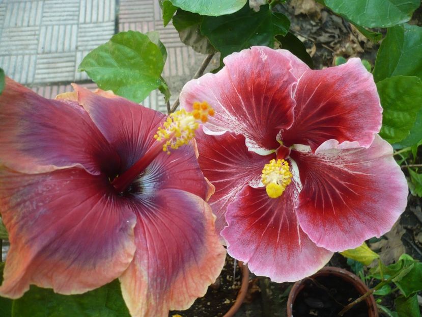 P1390473 - HIBISCUSI 2018-3