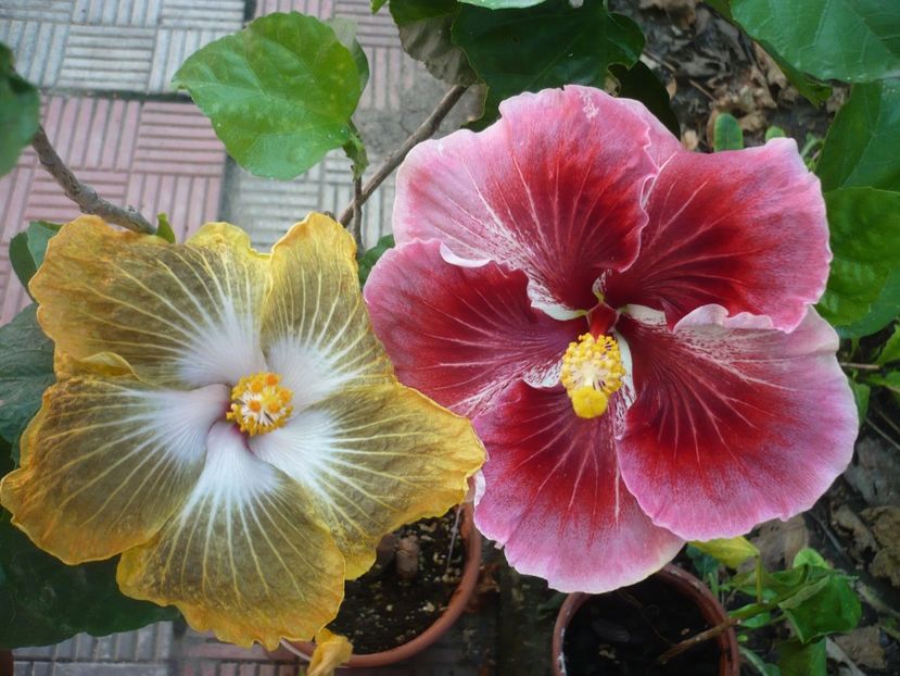 P1390474 - HIBISCUSI 2018-3