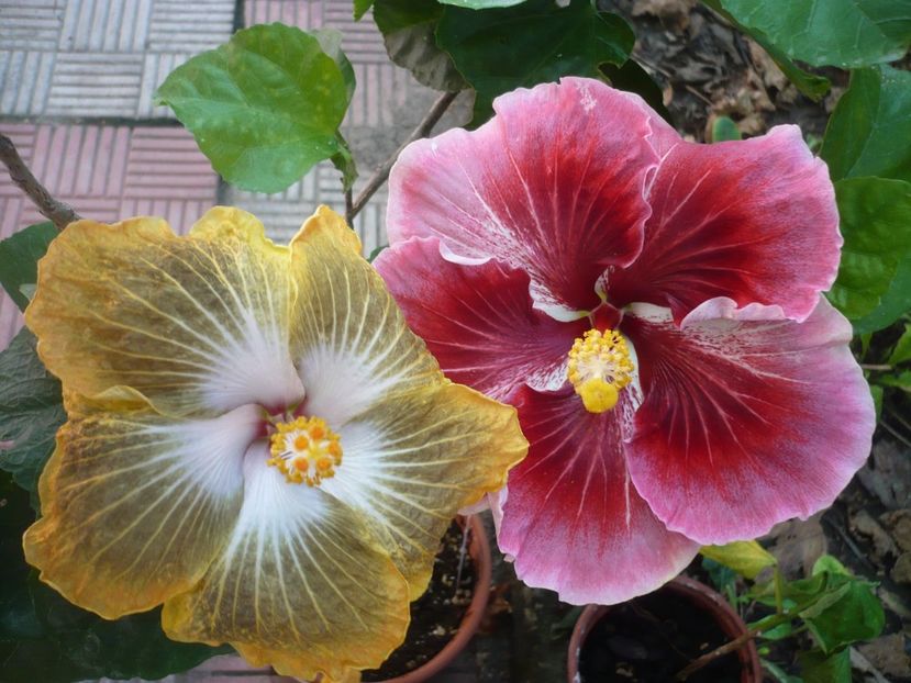 P1390475 - HIBISCUSI 2018-3