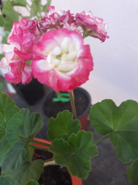  - Appelblosum Rosebud