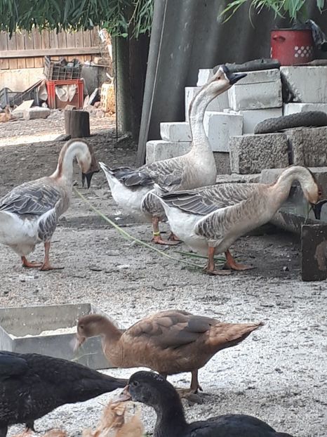  - A Gaste chinezesti si africane 2018-2019