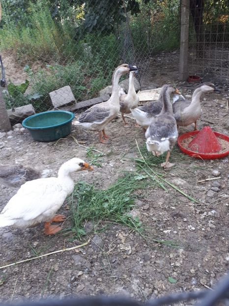  - A Gaste chinezesti si africane 2018-2019