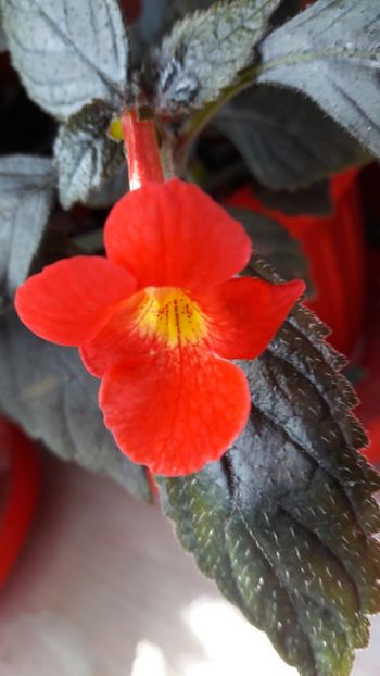 Inferno - 09 Achimenes 2018