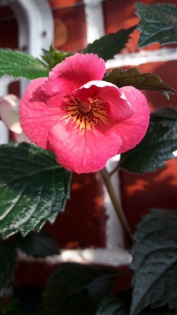 Dale Martens - 09 Achimenes 2018