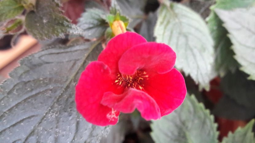 Lady in black - 09 Achimenes 2018