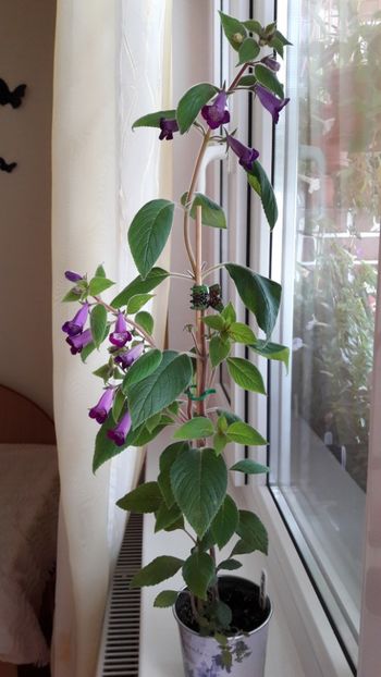 Ohio Never say never - 09 Achimenes 2018