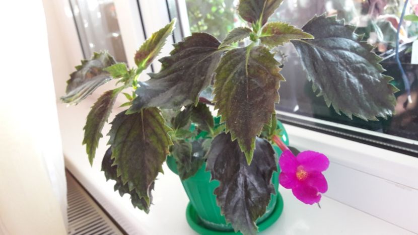 Pisces - 09 Achimenes 2018