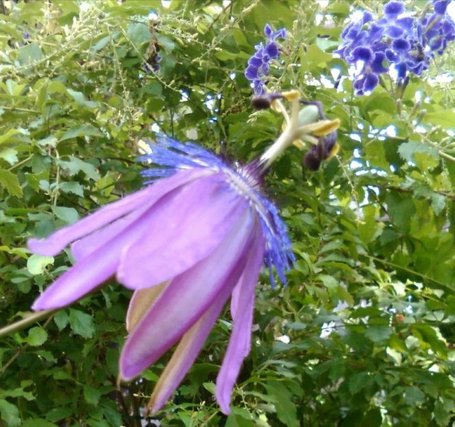 Ametist - alte flori 2