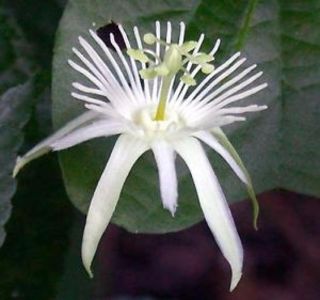 Capsularis - alte flori 2