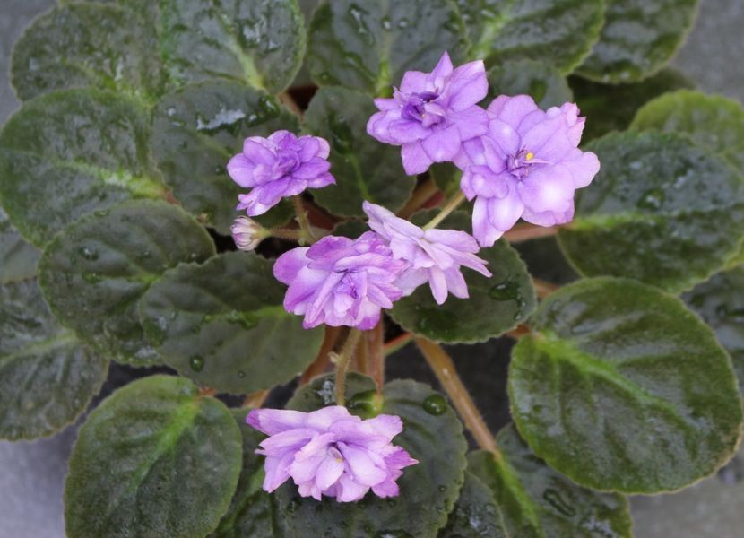 Eskimo Kisses - Eskimo Kisses