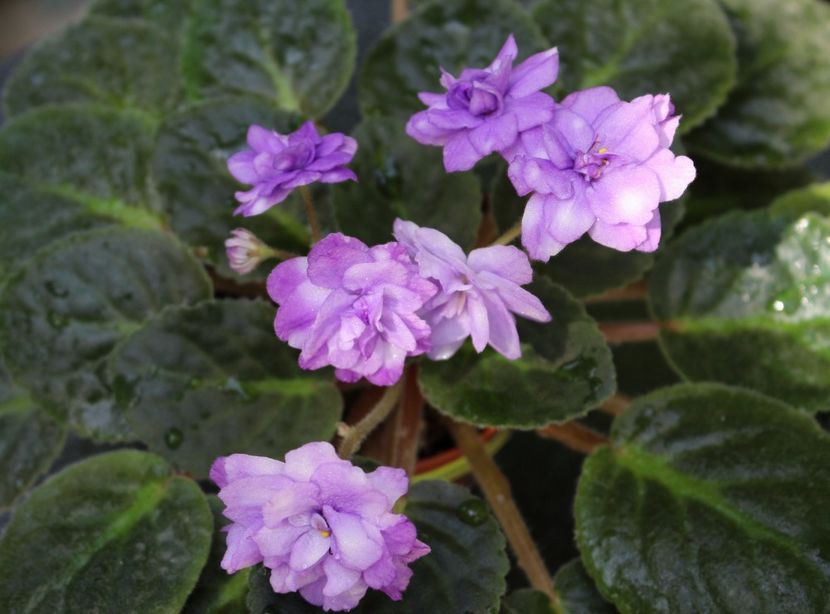 Eskimo Kisses - Eskimo Kisses